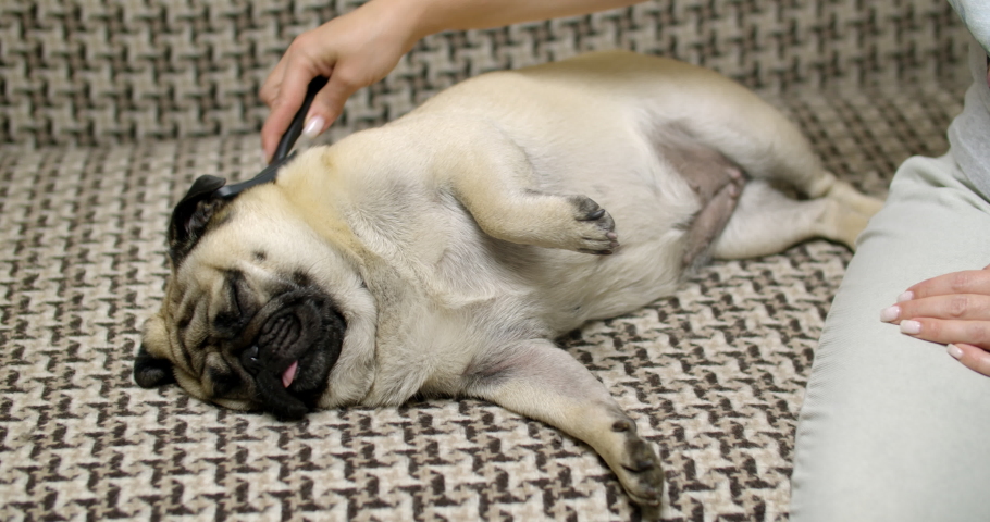 pug grooming brush