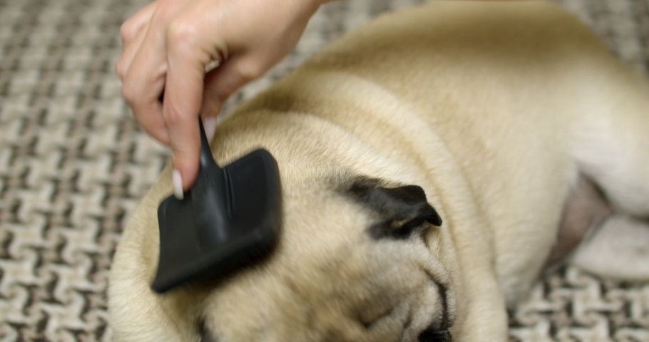 pug comb