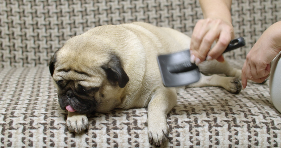 pug comb