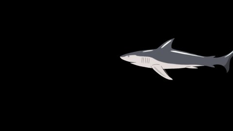 Gray Shark Swim Underwater. Animated Motion Graphic with Alpha Channel.