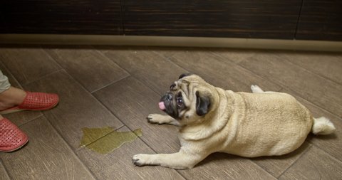 A naughty, untrained, ill-mannered dog peed at home on the floor. The owner scolding the pug dog. Not accustomed to the toilet outside. Peeing and pooping inside house. Feeling guilty and shame.