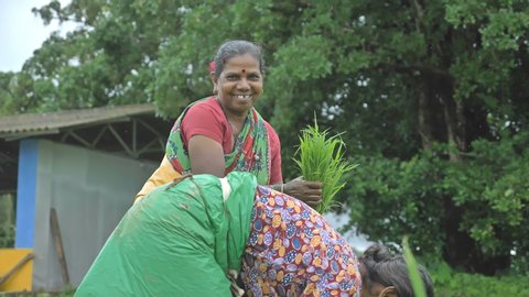 Two female farmers in traditional cloths smiling while uprooting and making bunch of rice seedlings for transplantation in the rice or paddy field during monsoon season.
