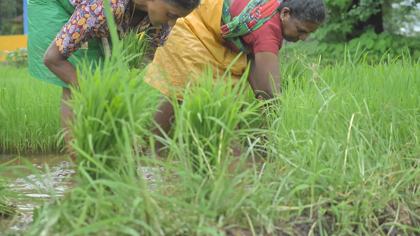 Two female farmers working in traditional cloths uprooting rice seedling for transplantation in the rice or paddy field during monsoon season