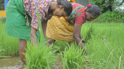 Two female farmers working in traditional cloths uprooting rice seedling for transplantation in the rice or paddy field during monsoon season