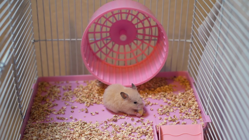 hamster eating peanut