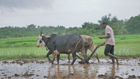 A male farmer is seen ploughing a rice field with two oxen or bulls during monsoon or rainy season in South Asian region  