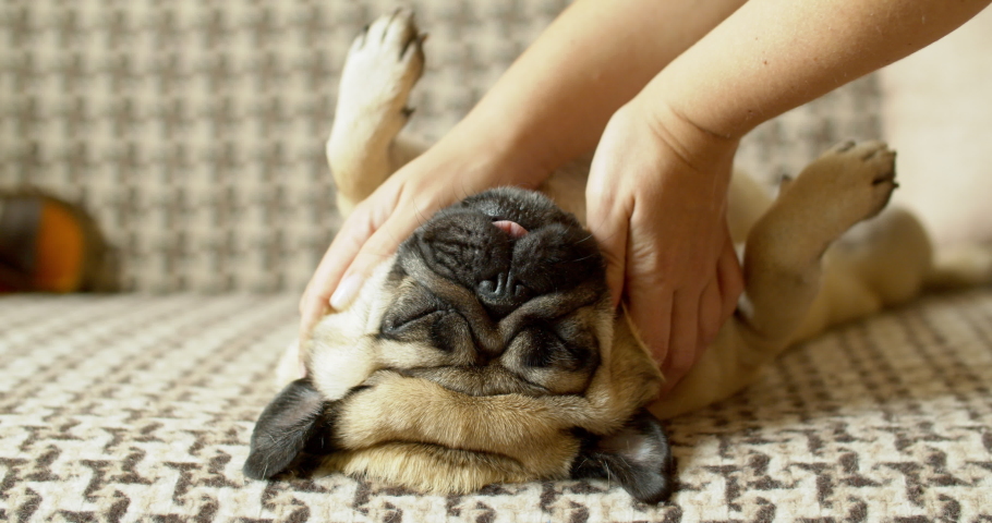 Owner making massage to his lazy cute pug dog on bed. Relax. Funny elastic skin, folds and wrinkles. Stroking, petting. Lying upside down, belly up. Owner loves the pet Royalty-Free Stock Footage #1036556342