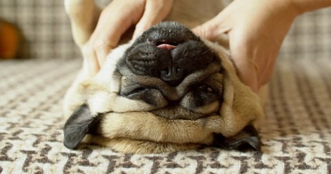 Owner making massage to his lazy cute pug dog on bed. Relax. Funny elastic skin, folds and wrinkles. Stroking, petting. Lying upside down, belly up. Owner loves the pet