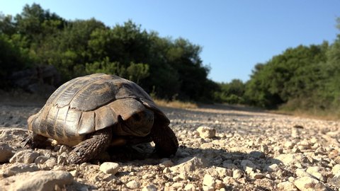 Endangered Bolson Tortoise Gopherus Flavomarginatus の動画素材 ロイヤリティフリー Shutterstock