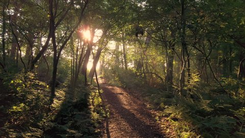 Walk in a park in the morning at sunrise with sun shining through at the end of the path. Slow motion, steady gimbal shot. 