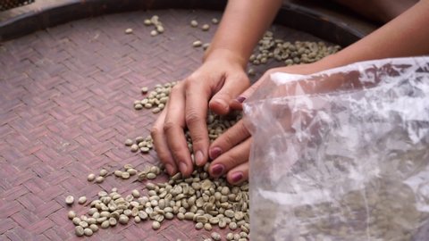 Woman hands are scooping good raw coffee bean seed on wooden tray to plastic bag.