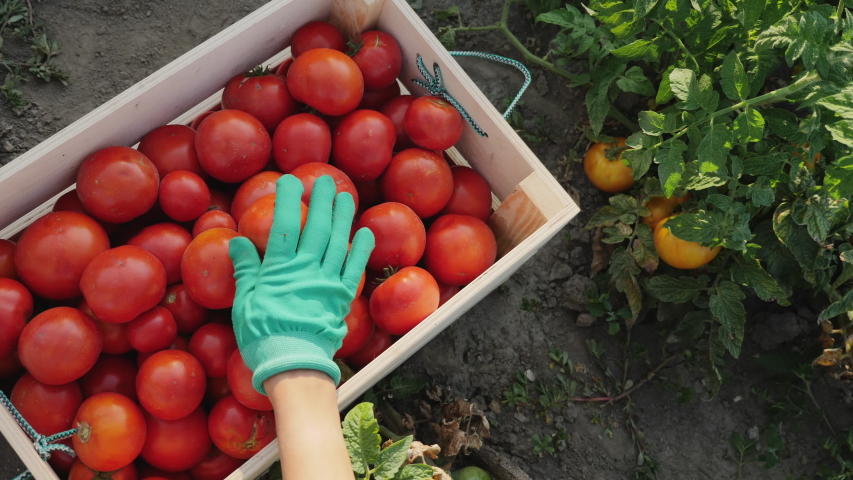 Top view woman picks a crop of tomatoes and puts them in a wooden box in a vegetable garden. Harvesting in the field, organic products. Slow-motion 4k video
