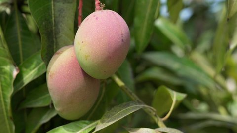 Mango fruits on a mango tree in a plantation. 4K video footage