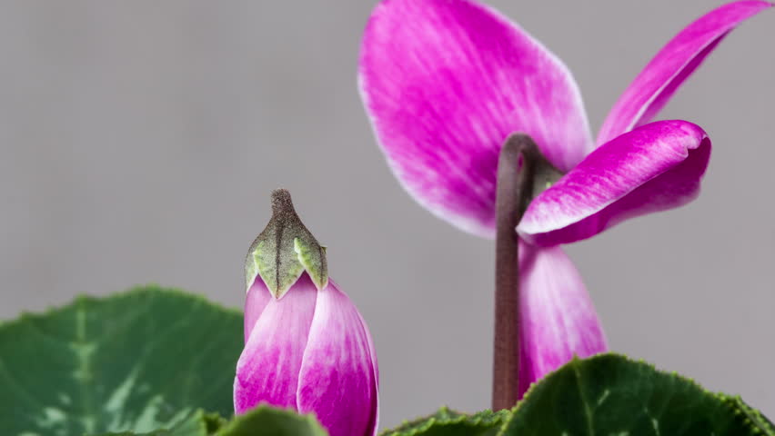 Blossoming cyclamen flower on a gray background. Time lapse Royalty-Free Stock Footage #10365803