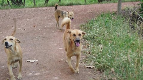 Slow Motion.Three dogs running on way in countryside of Thailand