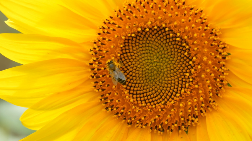 Bee working and gathering pollen from sunflower in field. Field of sunflowers. Sunflower swaying in the wind | Shutterstock HD Video #1036583096