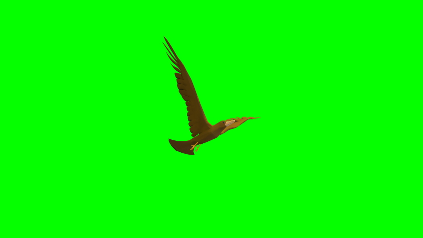 3d Animation of Bird is Stock Footage Video (100% Royalty-free ...