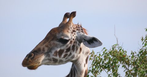 Chewing giraffe close up. Masai Mara.