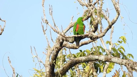 Medium shot of male eclectus parrot perch and preen its feathers on a dead branch in Waigeo island, rajaampat, west papua, Indonesia