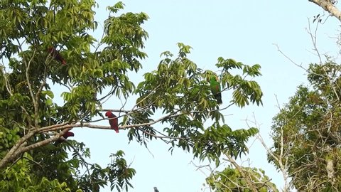 Flocks of eclectus parrot perch on branches in Waigeo island, West papua, Indonesia
