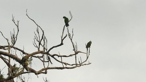 Two Eclectus parrot perch. One of them fly to another branch on a dead tree in Waigeo island, west papua, Indonesia