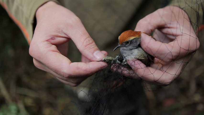 Bird ringing for scientific purpose in the forest. Ornithologist attaching ring / identification tag for bird study. Science, biology, nature, conservation, fauna, research and ornithology concept.
 | Shutterstock HD Video #1036596326