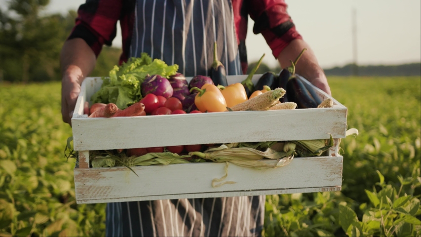 Close up young farmer is holding a box of organic vegetables look at camera at sunlight agriculture farm field harvest garden nutrition organic fresh portrait outdoor slow motion | Shutterstock HD Video #1036597709
