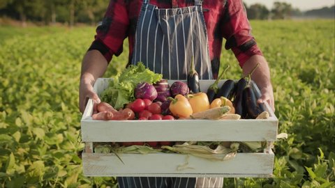 Close up young farmer is holding a box of organic vegetables walk on field at sunlight agriculture farm field harvest garden nutrition organic fresh outdoor slow motion