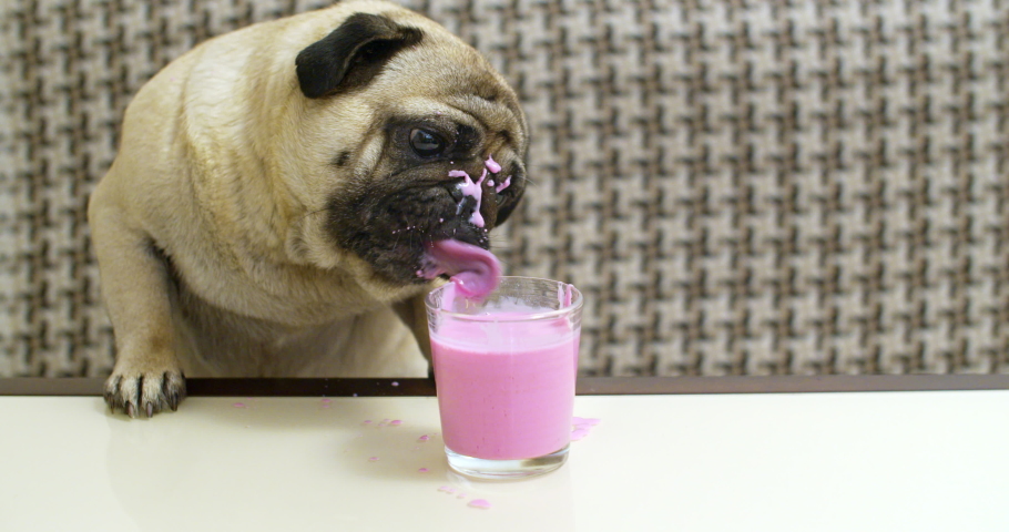 Fun pug dog drinking fruit, berry smoothie. Slow motion. First time trying smoothie, milkshake, cocktail drinks. Funny lapping tongue. Very messy, dirty face, splash all around