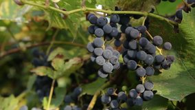 Bunches of ripe black Isabella grapes. The video was shot in the vineyard in the fall, early morning.
