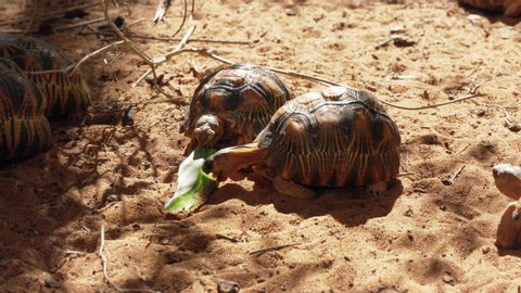 Radiated tortoises -  Astrochelys radiata - critically endangered turtle species, endemic to Madagascar, walking on ground