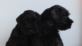Two adorable puppy black miniature schnauzer