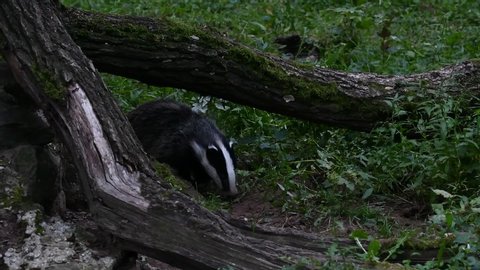 European badger (Meles meles) foraging in the undergrowth and looking for insects, grubs and earthworms in forest / woodland at dusk