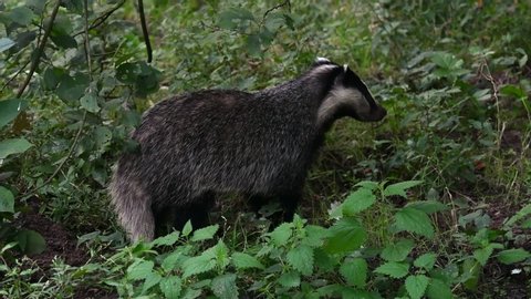 Young European badger (Meles meles) turning back in undergrowth and running away in forest / woodland at dusk