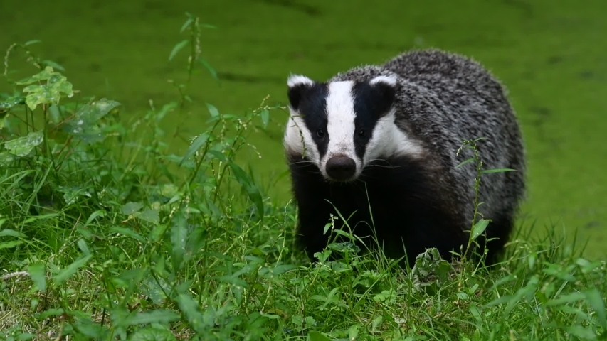 badger-image-free-stock-photo-public-domain-photo-cc0-images