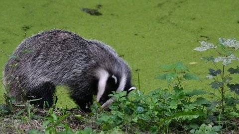 European badger (Meles meles) juvenile foraging along pond covered in duckweed