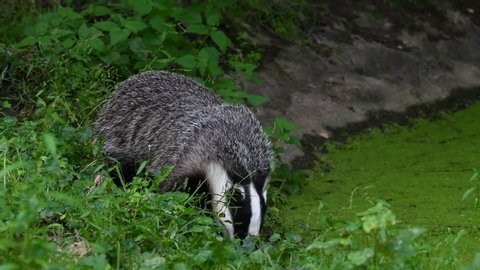 European badger (Meles meles) foraging in the undergrowth and looking for insects, grubs and earthworms along pond