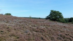 4k aerial video flying over hill revealing the landscape behind it with purple blossoming heath