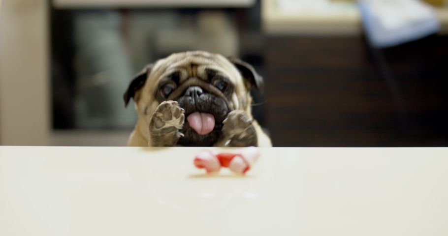 Funny pug dog hunting for a treat. Wants trying to get goodies, tasty bone. Slow motion. Comic, funny scene. Goal achievement Royalty-Free Stock Footage #1036617755