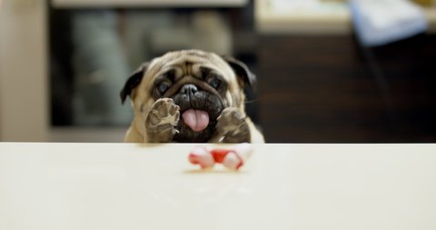 Funny pug dog hunting for a treat. Wants trying to get goodies, tasty bone. Slow motion. Comic, funny scene. Goal achievement