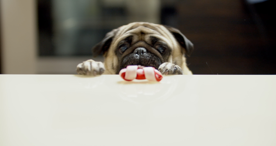 Funny pug dog hunting for a treat. Wants trying to get goodies, tasty bone. Slow motion. Comic, funny scene. Struggle and frustration Royalty-Free Stock Footage #1036617761