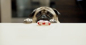 Funny pug dog hunting for a treat. Wants trying to get goodies, tasty bone. Slow motion. Comic, funny scene. Struggle and frustration