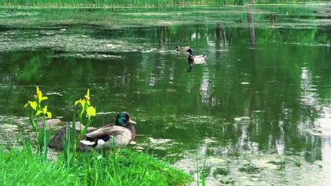Pakistan, Lahore, Punjab, August-22-2019 Ducks in Safari Park Zoo Lahore