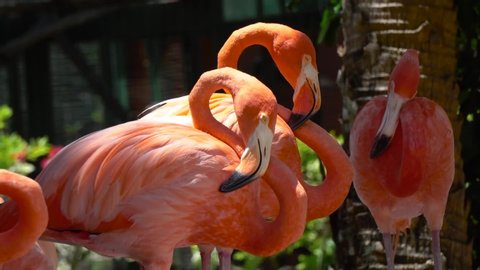 Pakistan, Lahore, Punjab, August-22-2019 Group of Pink Flamingo in Safari Park Zoo Lahore