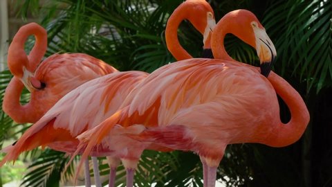 Pakistan, Lahore, Punjab, August-22-2019 Group of Pink Flamingo in Safari Park Zoo Lahore