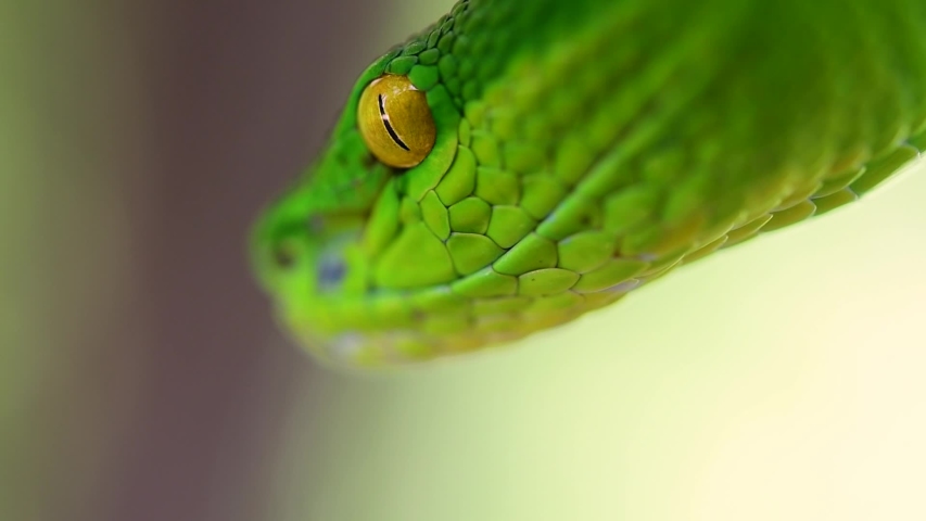 The White-lipped Pit Viper is a venomous pit viper endemic to Southeast Asia and is often found during the night waiting on a branch or limb of a tree near a body of water with plenty of food items.