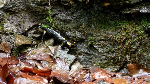 Salamander In Nature, Black Reptile With Yellow Spots Amphibian Animal in Forest