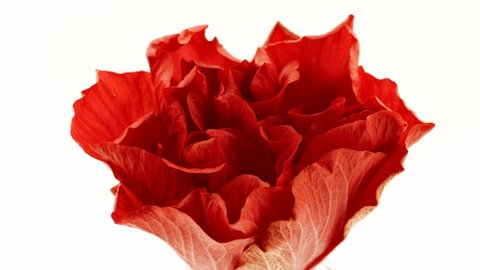Beautiful opening red Hibiscus flower isolated  on white background. Petals of Blooming rose flower open, time lapse, close-up.  Holiday, love, birthday, Valentine's Day. Macro. 4K UHD video timelapse