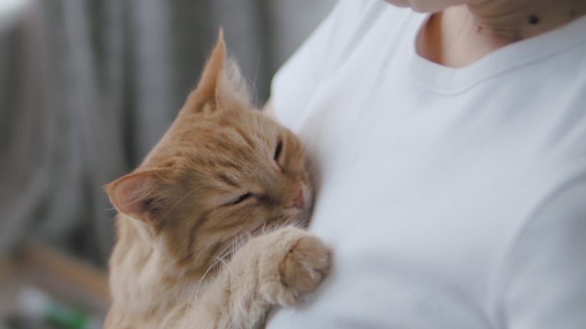 Cute ginger cat dozing on woman's hands. Close up slow motion footage of fluffy pet. Woman stroking his domestic animal. | Shutterstock HD Video #1036619807