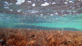 breaking wave in the supralittoral zone of the black sea, underwater snorkel footage, red algae growing on stones and small juvenile fish swim in low salinity saltwater, summertime in Odesa 